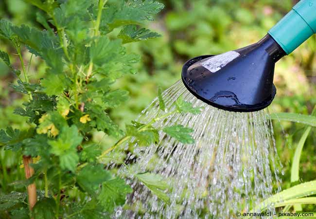 wasser sparen im garten tipps sommer, mit diesen tipps sparen sie beim gießen bares geld - garten, Design ideen