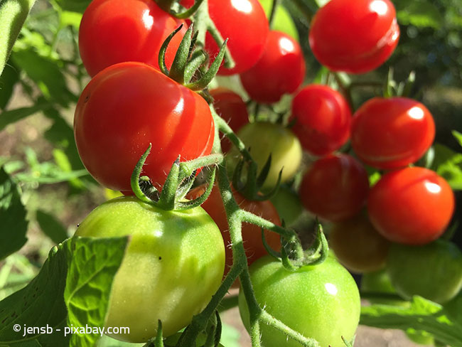 Tomaten Züchten