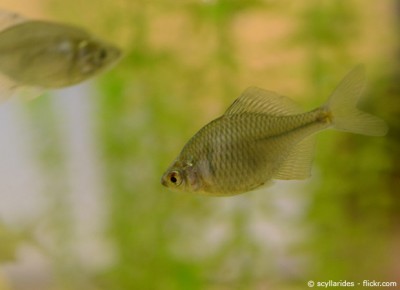 Welche Fische für den Gartenteich? Garten HausXXL Garten HausXXL