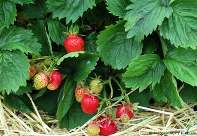 Erdbeeren pflanzen der beste Zeitpunkt und Pflegetipps Garten