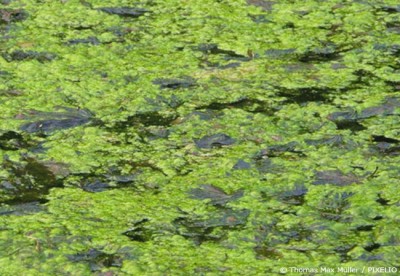 Algen im Teich Fadenalgen bekämpfen Garten HausXXL Garten HausXXL