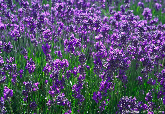 Lavendel schneiden