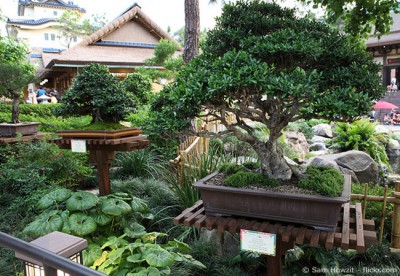 pflege bonsai  baum Garten HausXXL Garten HausXXL