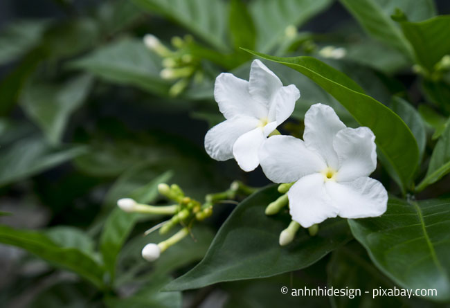 Jasmin - Diese Pflanze trägt auch im Winter Blüten
