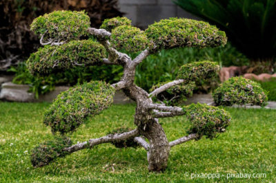 Bonsai in einem japanischen Garten