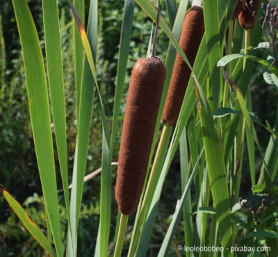 rohrkolbenteich Garten HausXXL Garten HausXXL