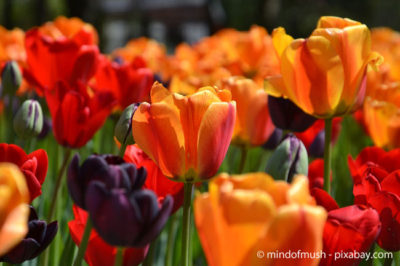 Tulpen sorgen für eine wunderbare Farbenpracht in Ihrem Garten