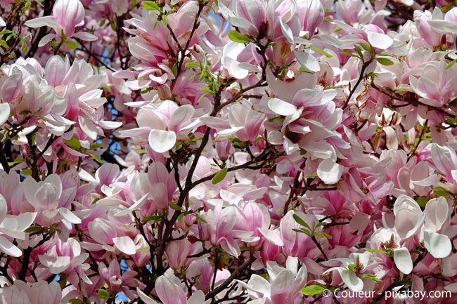 Fast so beeindruckend wie die Kirschbaumblüte: Die Tulpen-Magnolie