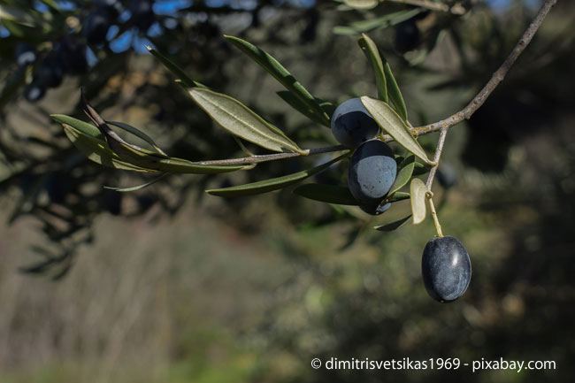 Olivenbäume können bereits im April wieder ins Freie gestellt werden