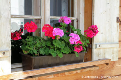 Mittlerweile gibt es moderne Blumenkästen mit integriertem Wasserspeicher