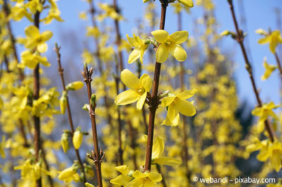 Insekten lieben Forsythien-Sträucher im Garten