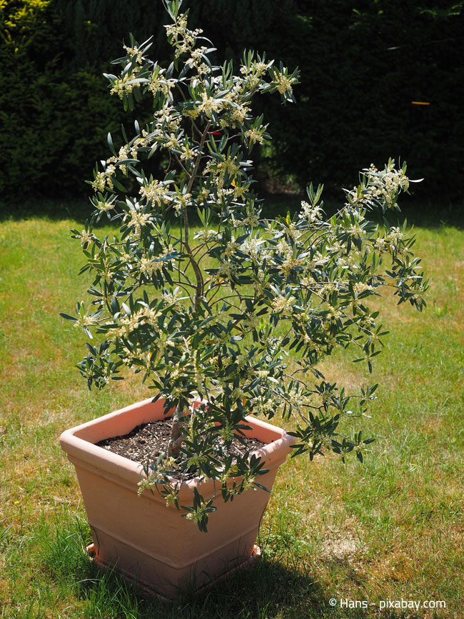 Einen jungen Olivenbaum können Sie gut an das vorherrschende Klima gewöhnen