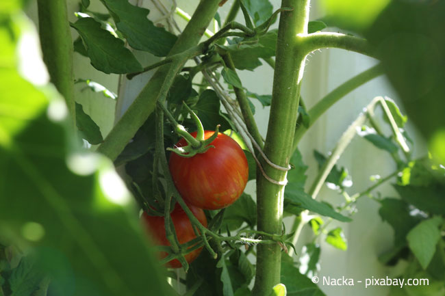 Reife Tomaten können schnell mit der sogenannten Tomatenendfäule befallen werden