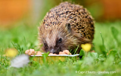 Junge Igel können mit Katzenfutter und Haferflocken glücklich gemacht werden