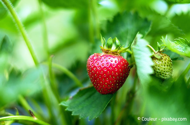 Erdbeeren erfolgreich überwintern: So funktioniert´s