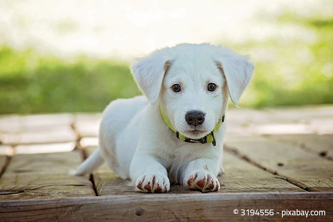 Ein Hund zieht ein Worauf sollten Sie achten? Garten HausXXL