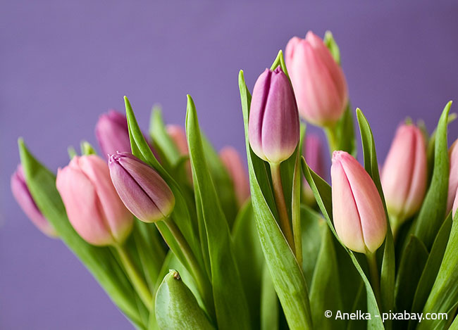 Tulpen - Nicht nur im Garten, sondern auch in der Vase für die Wohnung ein perfekter Frühlingsbote