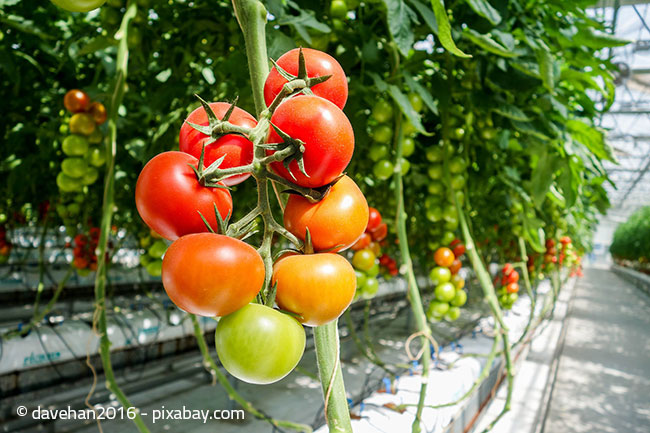 Leckere Tomaten aus dem eigenen Gewächshaus: Es gibt nichts besseres!
