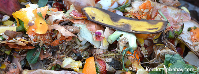 Kompost ist ein wunderbarer organischer Dünger für kalkempfindliche Pflanzen
