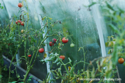 Auch ein Gewächshaus ist ein idealer Ort, um Tomatenpflanzen zu züchten