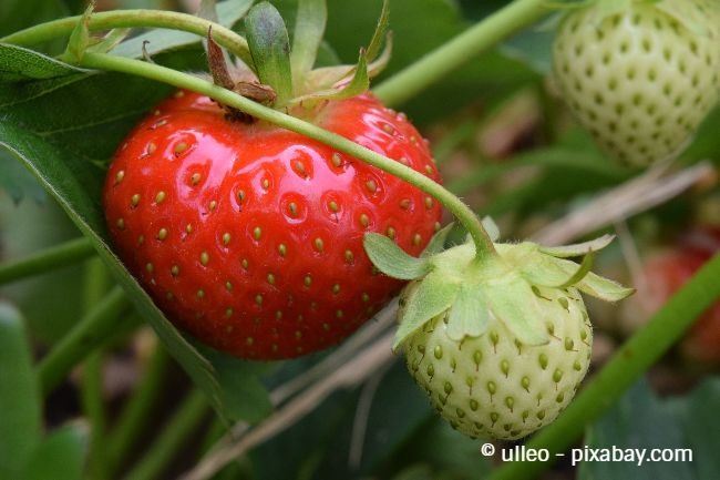 Halten Sie das Erdbeerbeet möglichst frei von Unkraut