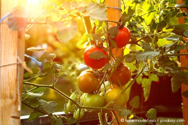 Eigene Tomaten haben einen entscheidenden Vorteil: Sie wissen wo diese herkommen und sie werden erst reif geerntet