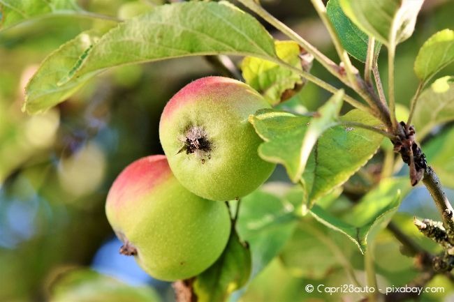 Achten Sie auf Ihre Apfelbäume, denn diese sind besonders beliebt bei Schildläusen