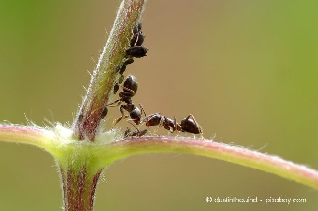 Wenn Sie ein erhöhtes Aufkommen von Ameisen an Ihren Pflanzen beobachten, dann ist ein Schildlausbefall wahrscheinlich