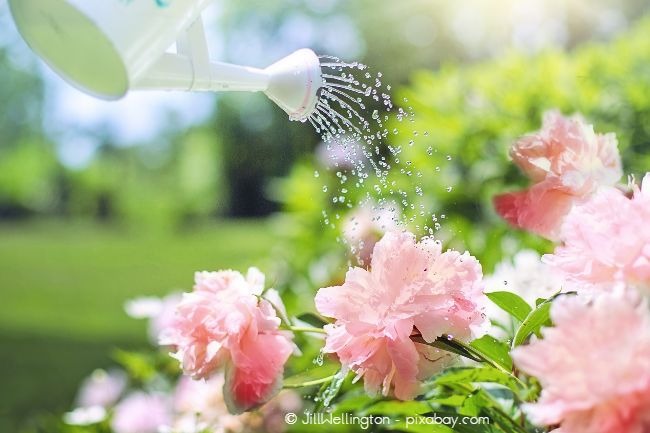 Fügen Sie dem Gießwasser regelmäßig Ackerschachtelhalm- oder Brennnesseljauche hinzu, um die Abwehr Ihrer Pflanzen zu stärken