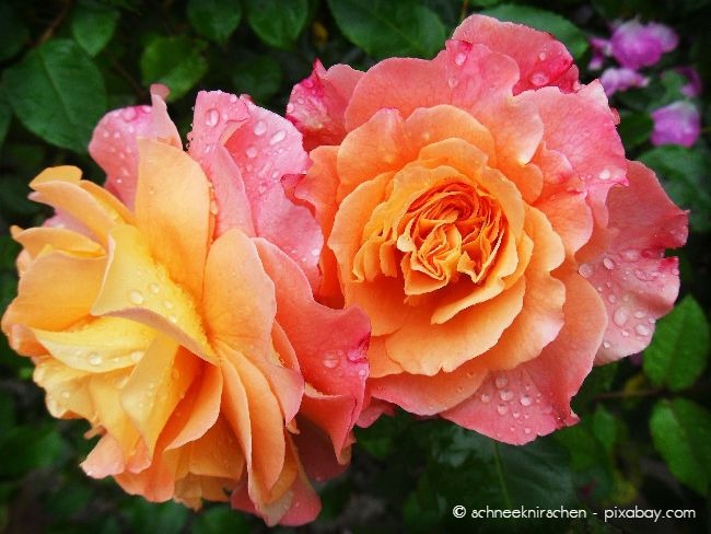 Einige Arten, wie manche Rosen, haben spezielle Mechanismen, um sich vor Frost zu schützen