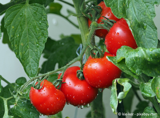 Eine reiche Tomatenernte ist der Traum eines jeden Hobbygärtners