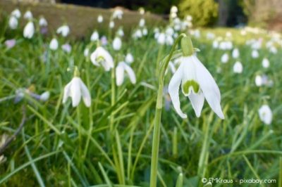 Schneeglöckchen stehen unter Naturschutz und sollten daher nicht abgepflückt werden.