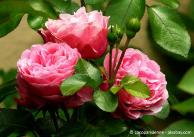 rosen-veredeln - Garten | HausXXL | Garten | HausXXL