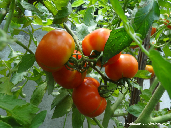 Vermeiden Sie Wasser über die Blätter der Pflanze zu gießen, Tomatenpflanzen mögen das nicht.