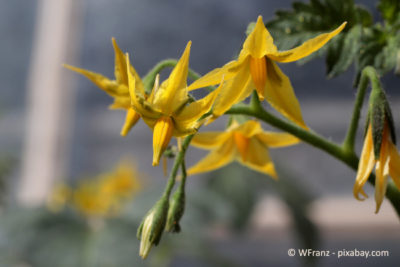 Wenn die Blüten Ihrer Tomatenpflanze spätestens bis Ende Juli/August keine Früchte ausgebildet haben, werden auch keine Früchte mehr kommen.