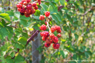 Im Garten mit allen Sinnen entspannen - dazu gehören auch leckere Beerensträucher.