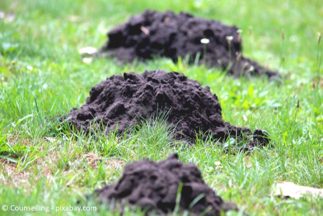 Maulwurfshügel können zum echten Ärgernis auf dem Rasen im Garten werden.