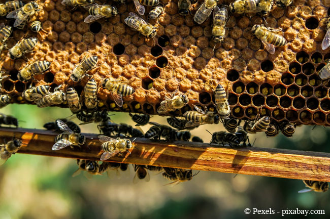 Stellen Sie den Bienenstock nicht direkt an die Grundstücksgrenze zum Nachbarn, um Ärger zu vermeiden.