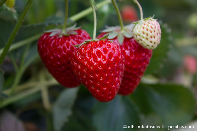 Reiche Erträge an Erdbeeren aus eigenem Anbau schmecken noch immer am besten.