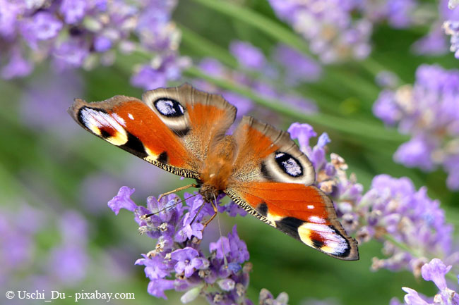 Auch Schmetterlinge tragen zur Bestäubung von Blüten bei.