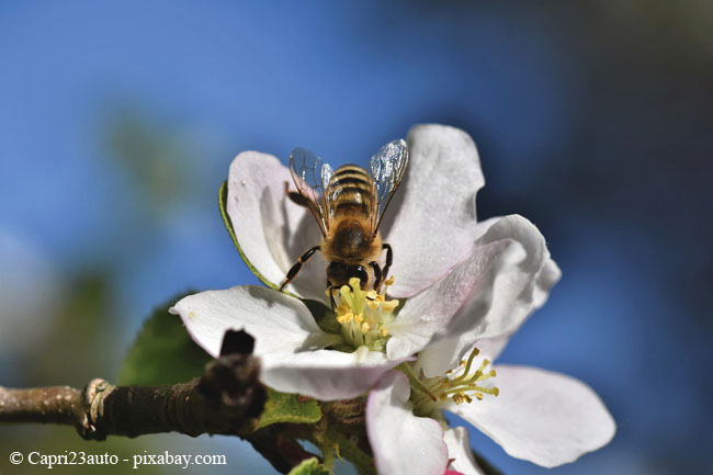 Obstbäume ziehen allerlei nützliche Insekten wie Bienen oder Schmetterlinge an.