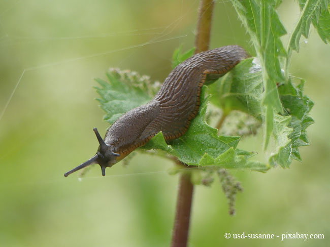 Nacktschnecken im Garten bekämpfen Garten HausXXL Garten HausXXL