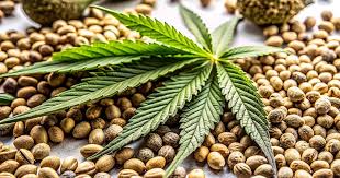 Exploring the Best Cannabis Seeds NY Has to Offer Exploring the Best Cannabis Seeds NY Has to Offer